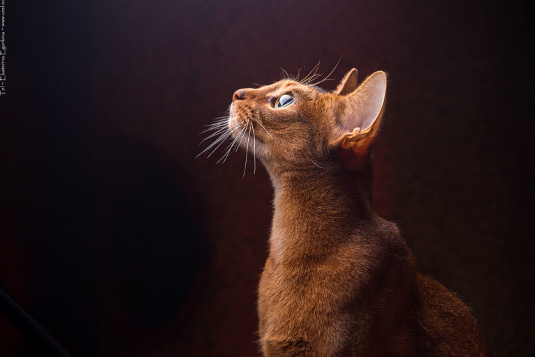 Фото: Котики