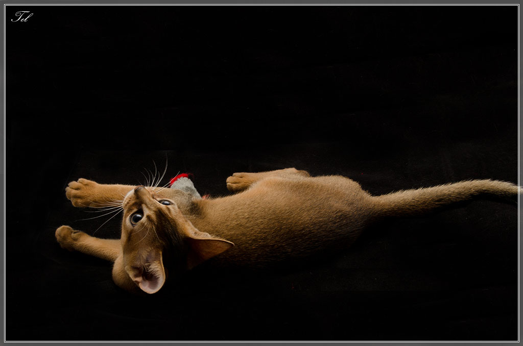 Котик